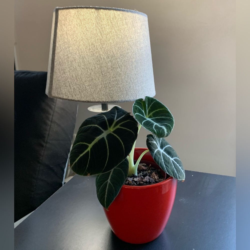 Elegant Red Glossy Plant Pot
